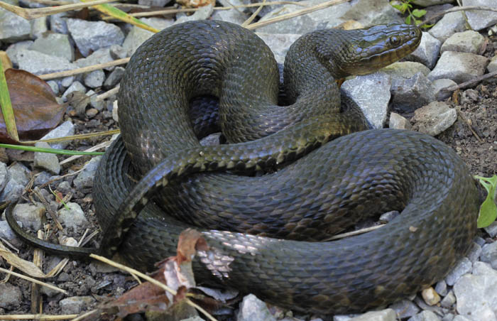 Mississippi Green Water Snake